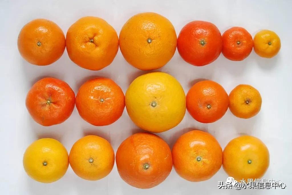 我国柑橘产区分布,柑橘产地行情