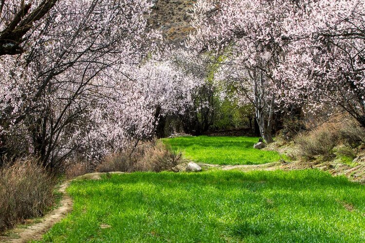 海子面朝大海春暖花开写作时间,海子面朝大海春暖花开原文图片