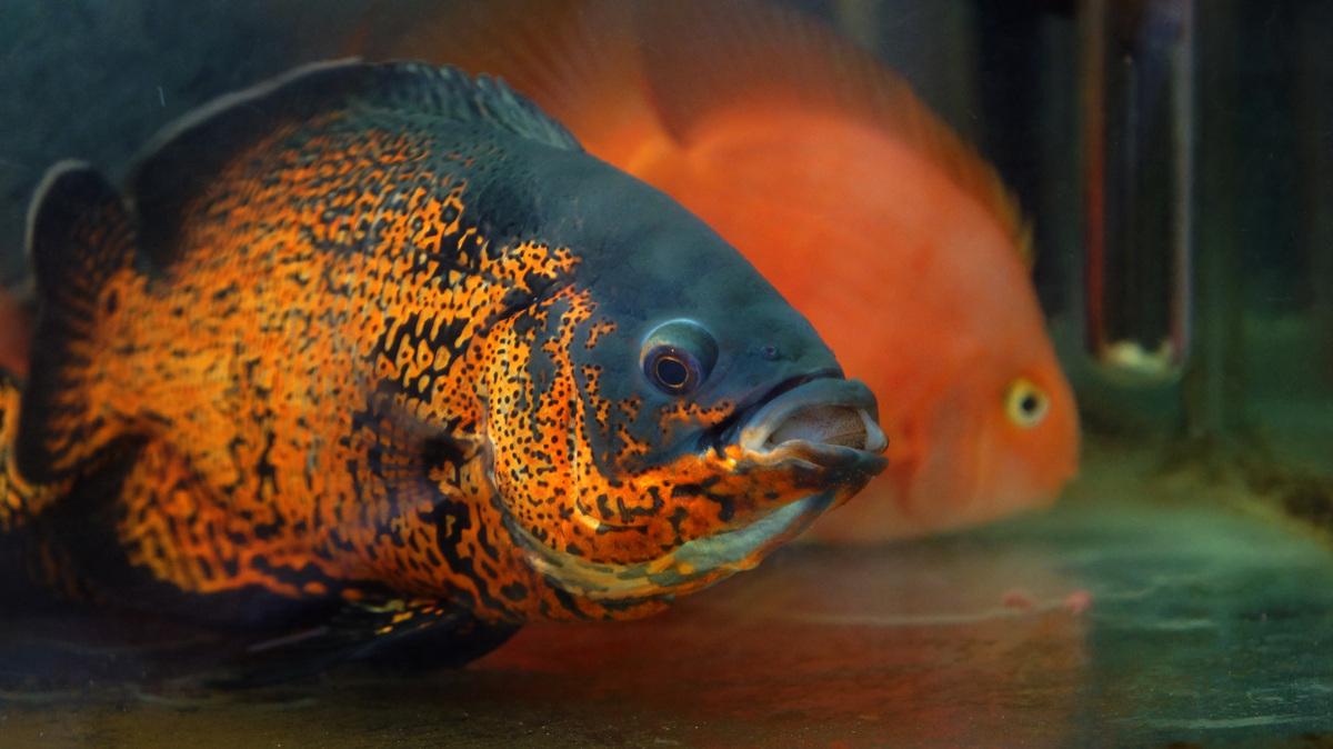 各个地图珍稀鱼,鱼百科大全图片