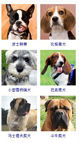 狗狗品种大全及图片超可爱宠物狗,宠物狗的常见品种名称大全