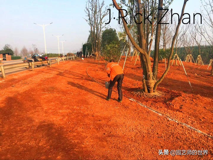 怎么种植草坪不长杂草,如何养好草坪