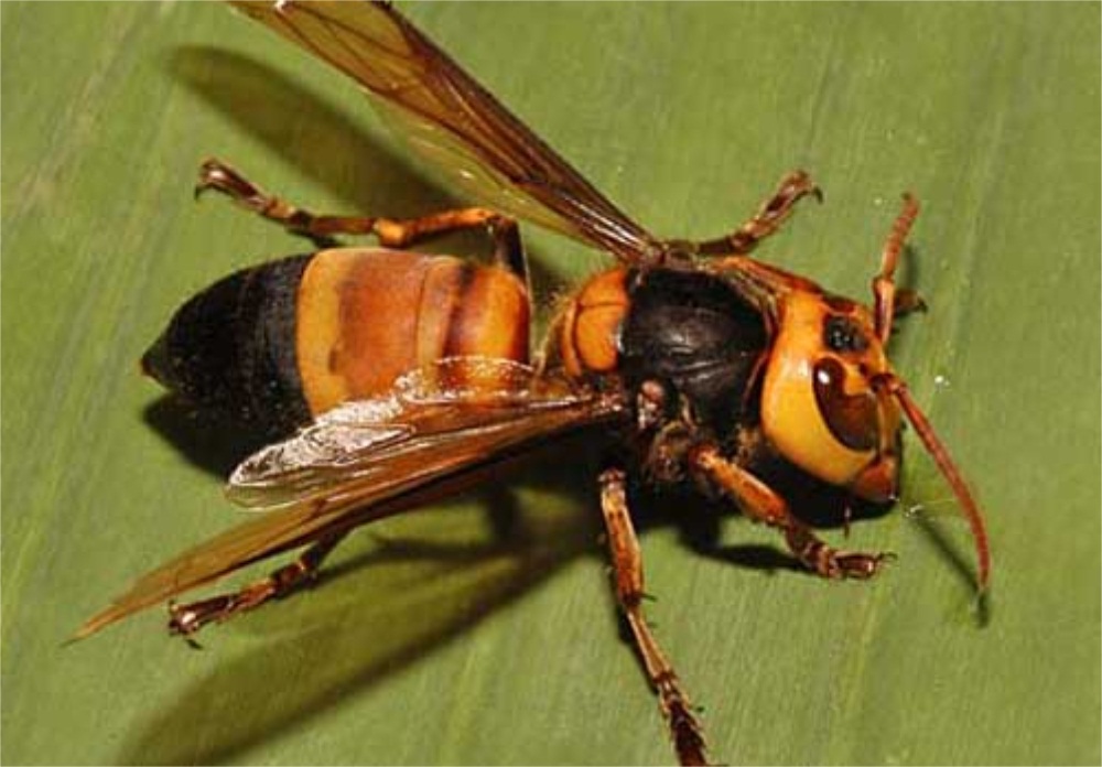 虎头蜂酒的泡制过程,唐三镜杨俊丽红酒价格