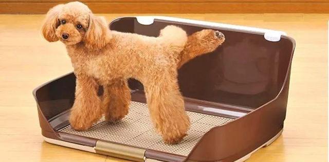 猫砂可以给狗狗用吗,猫砂可以给龟用吗