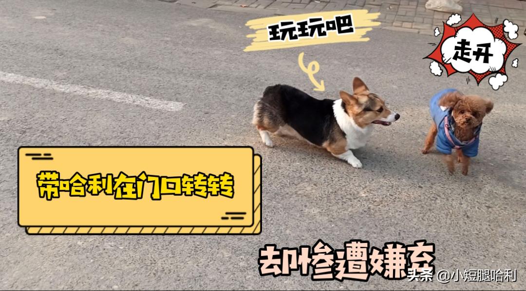 狗舍怎么养柯基,第一次养狗适合养柯基吗