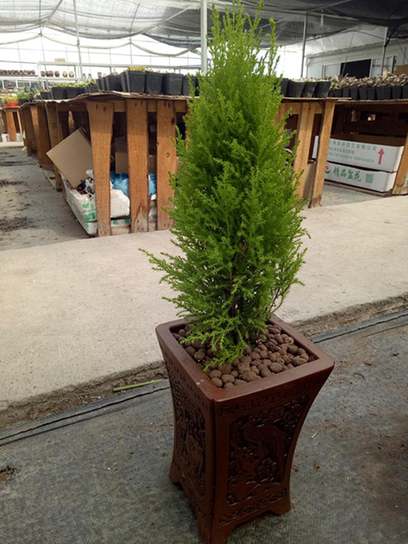 夏天院子蚊虫多咋办,庭院蚊虫多怎么办有何妙招