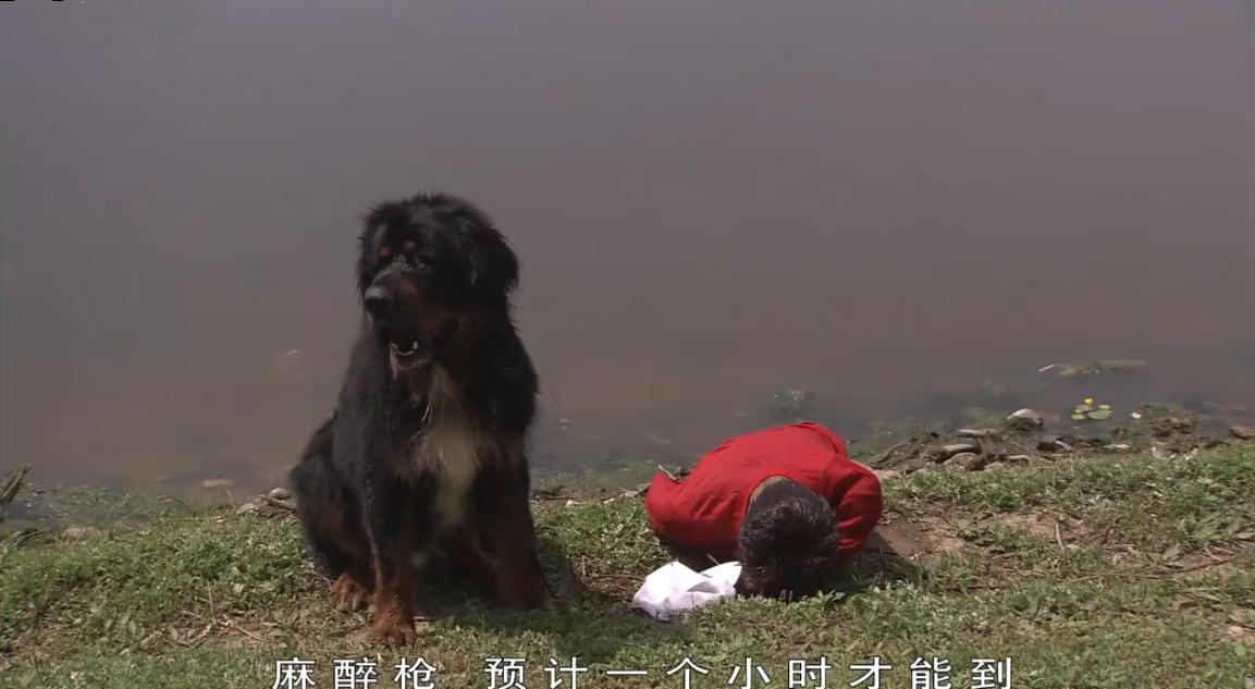 藏獒三次被主人抛弃最后咬舌自尽,藏獒在后备箱咬舌自尽