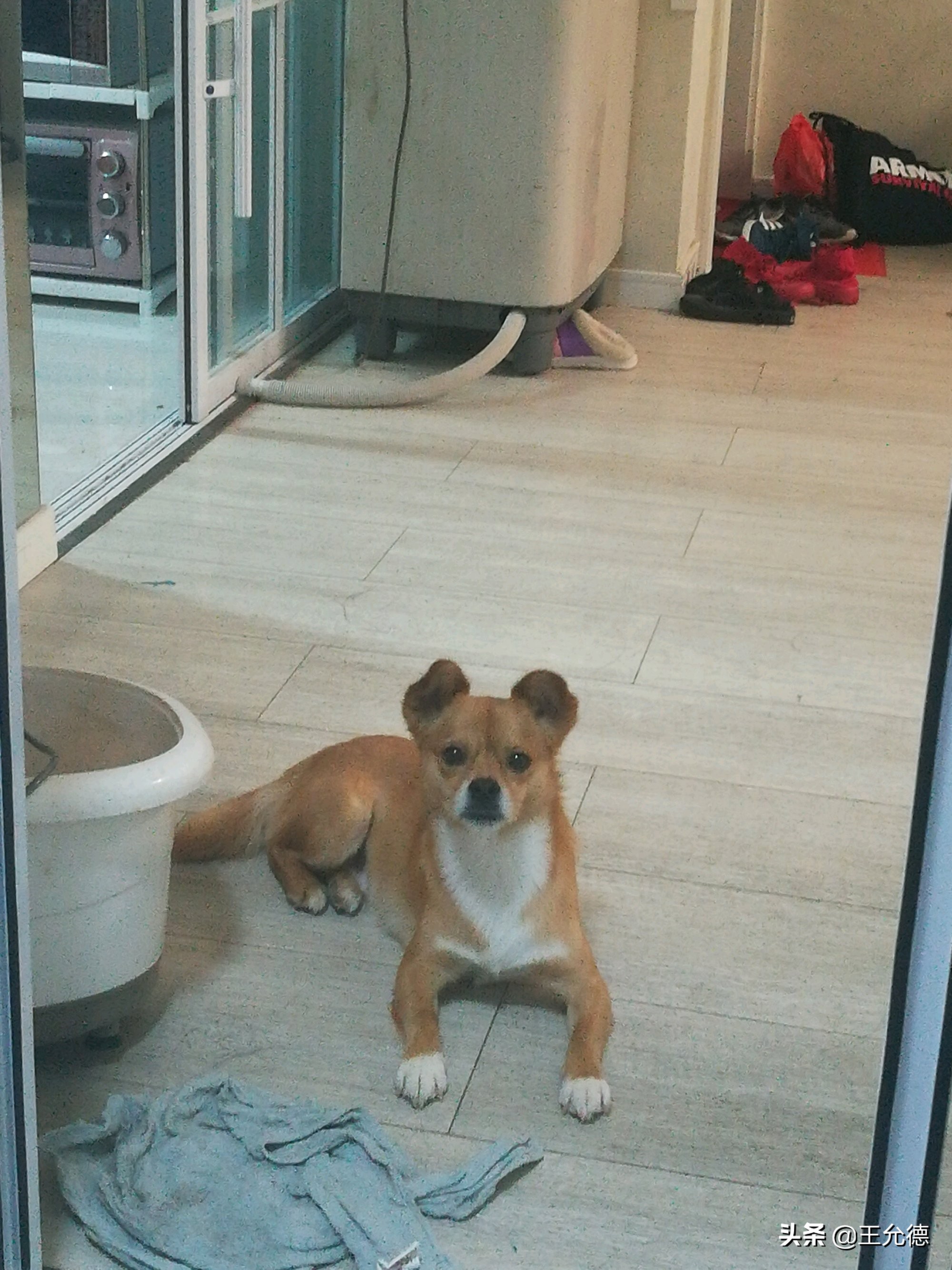 柴犬神犬,中华神犬