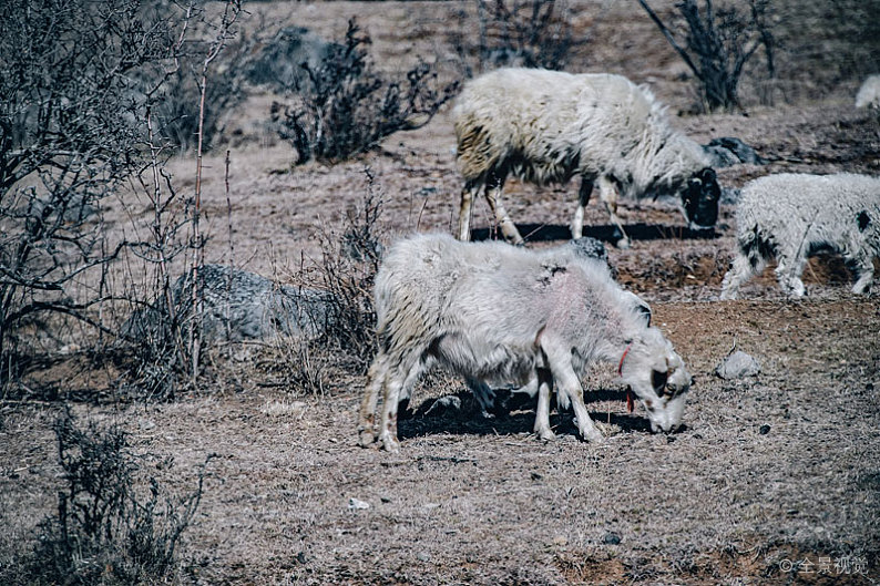 绵羊病有哪些症状,绵羊腐蹄病的治疗方法