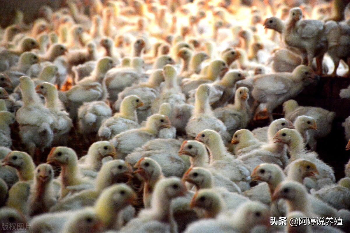 养鸡遇到坏死性肠炎怎么办?该怎么治疗?这篇文章告诉你