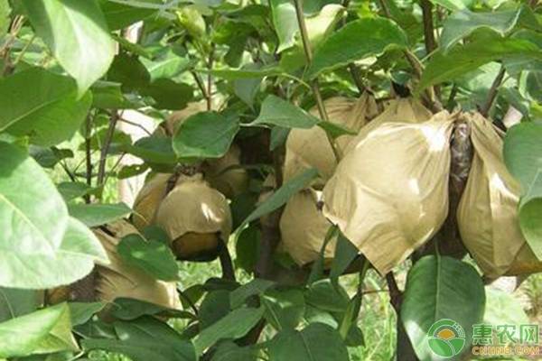 梨树黑星病防治技术,梨树黑星病在叶片的表现