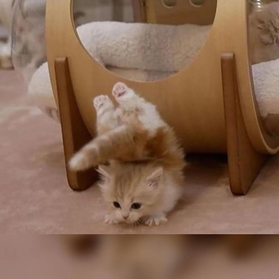 猫是一种液体吗看完长知识了,猫是液体猫咪吗