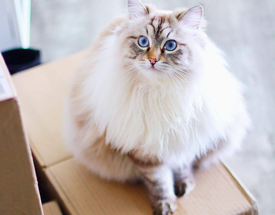 新手养猫必做筛查,新手养猫如何知道猫咪健康