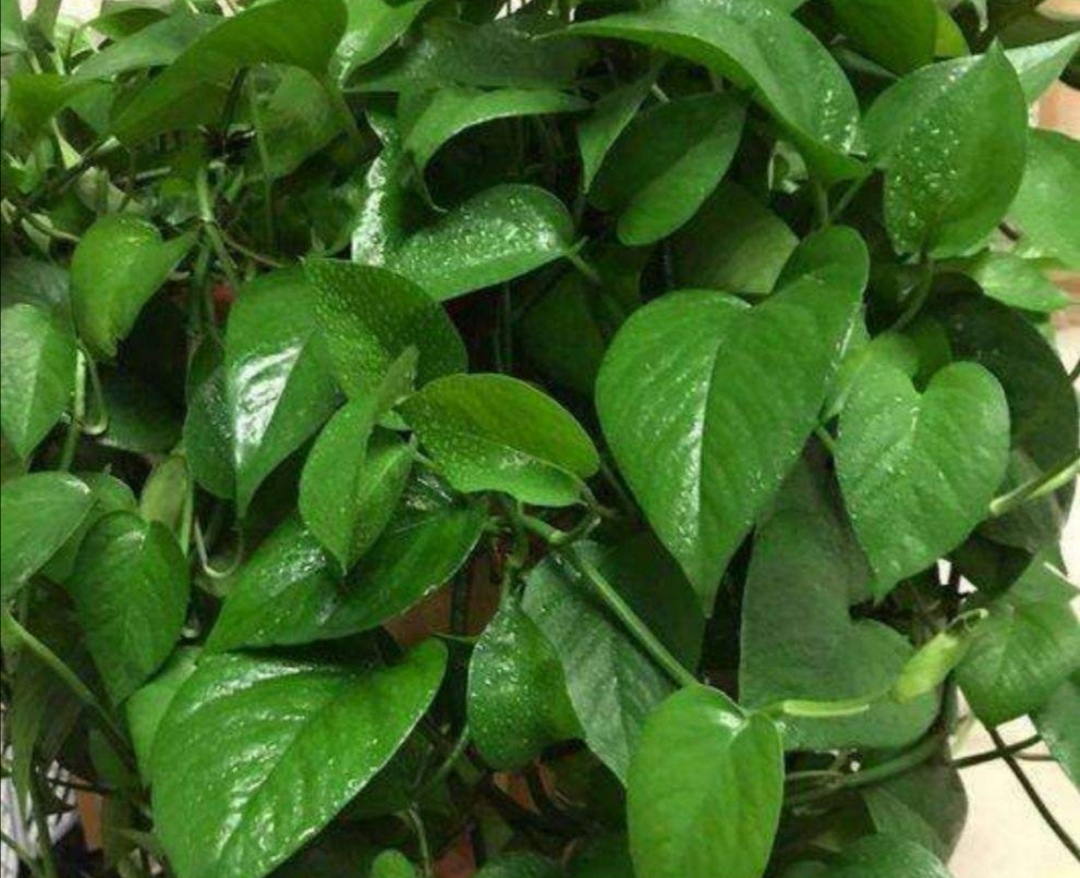 绿萝怎么养才更旺盛每天能浇水吗,绿萝怎么浇水才会长得茂盛