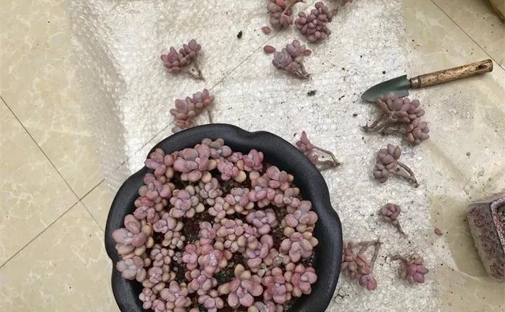 盆栽花发蔫什么原因,买回来的花很快就蔫的原因