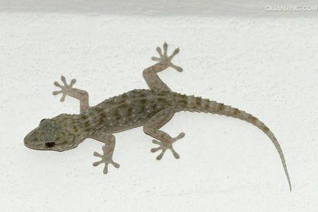 为何老人常说壁虎有剧毒,壁虎咬人无药可救吗