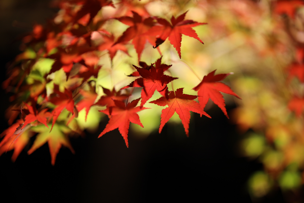 佳能50mmf1.2测评,ef50mmf1.2值得入手吗