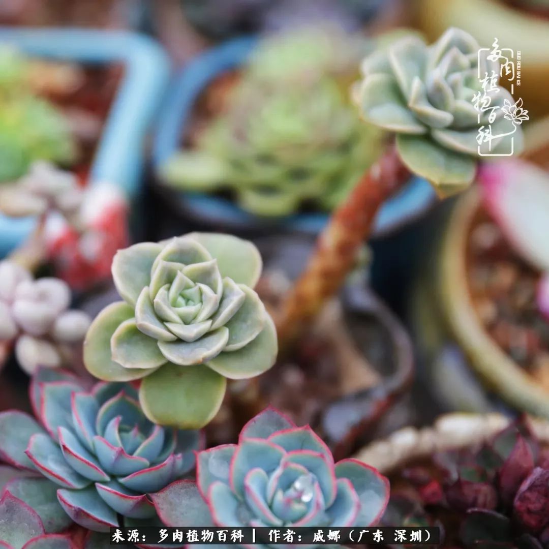 笼子里的多肉,露养的多肉和室内的多肉区别