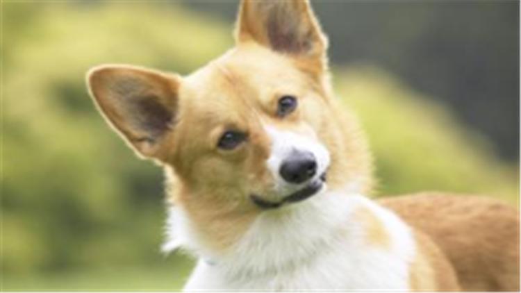 柯基犬智商排在第几名最新,柯基犬智商排第几