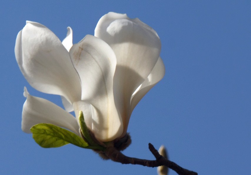 白玉兰花洁白如玉,白玉兰花冰肌玉骨
