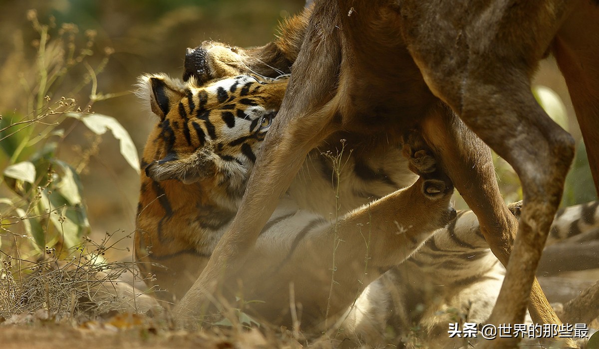 老虎和猛犬哪个厉害,世界上战斗力最强的十种猛犬
