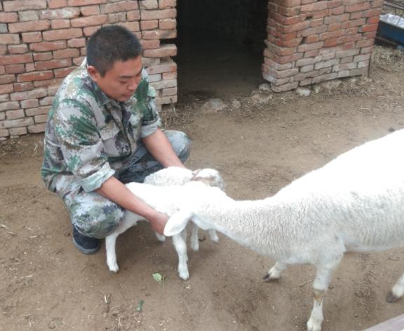 羊发烧不消化怎么治疗,羊发烧不打针的有效方法