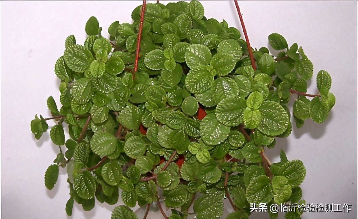 新房室内燃碳能去除甲醛吗,室内新房装修去除甲醛有效的方法