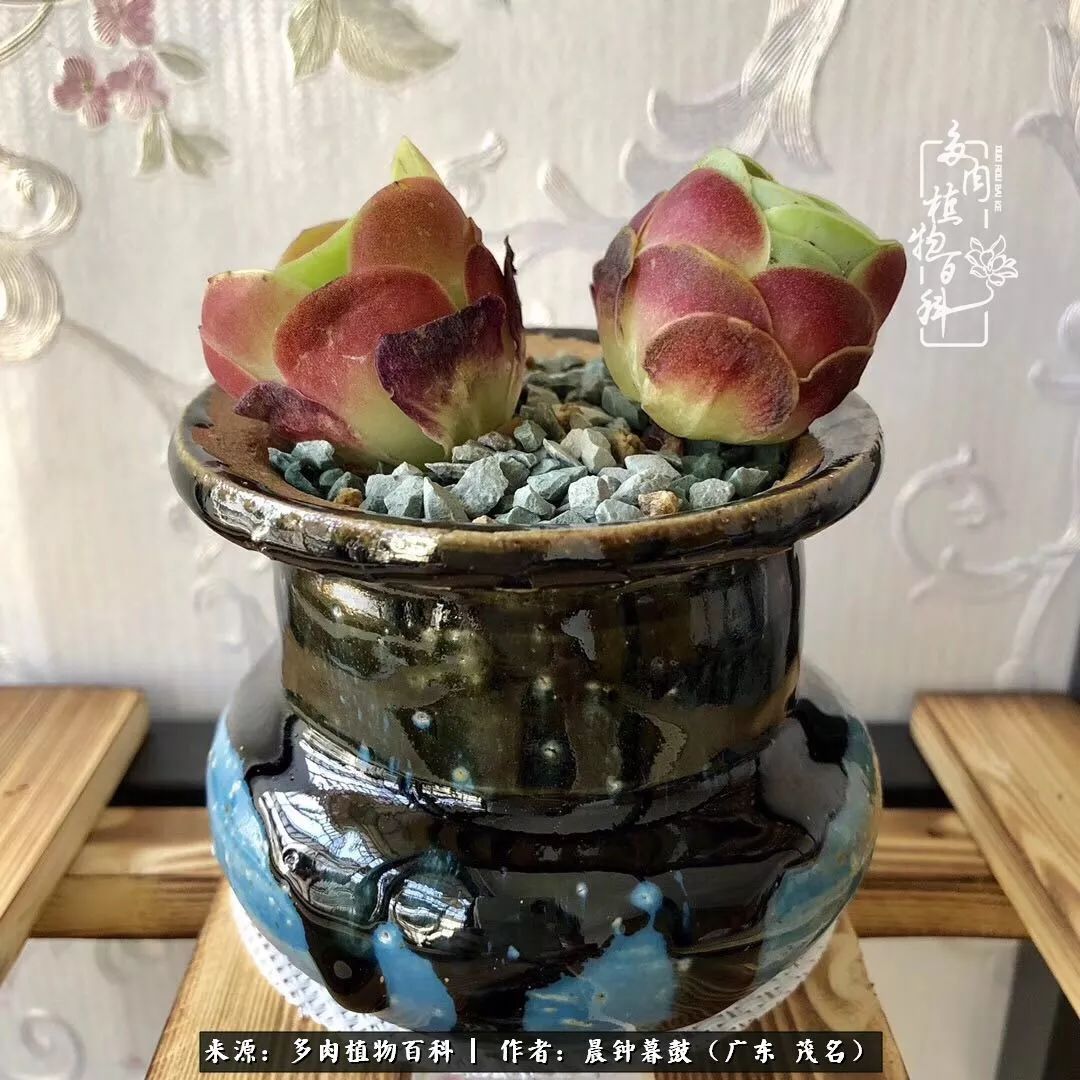 轻轻地告诉你，我的多肉也曾美过，不信你看看