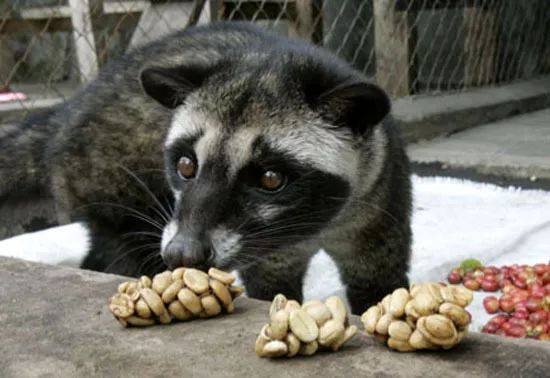 印尼猫屎咖啡300克价格,世界上最顶级的猫屎咖啡