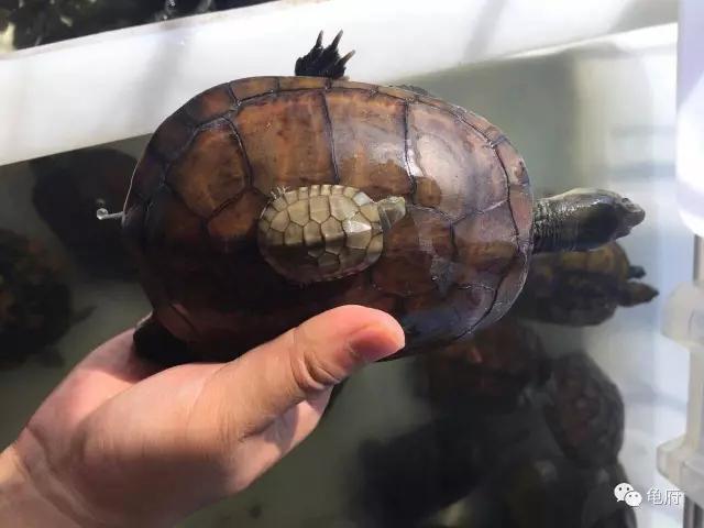 鉴赏花草模板,小青苗照片