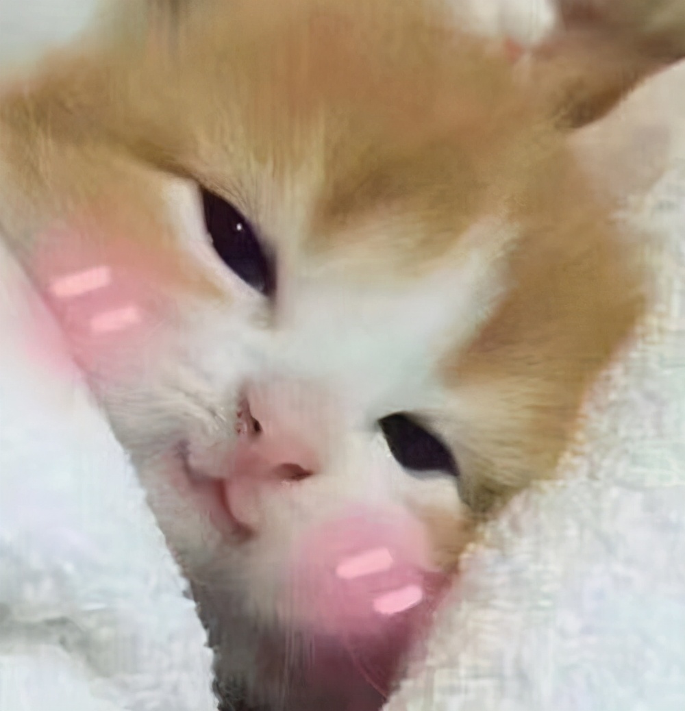 怎样训练猫咪去猫窝睡觉,猫咪往被子里钻