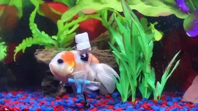 金鱼总是在水面游、肚皮向上该怎么医治？