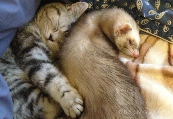 宠物貂新手避雷,宠物貂新手指南