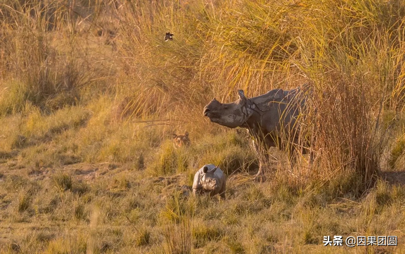 老虎杀犀牛全过程,老虎猎杀犀牛过程
