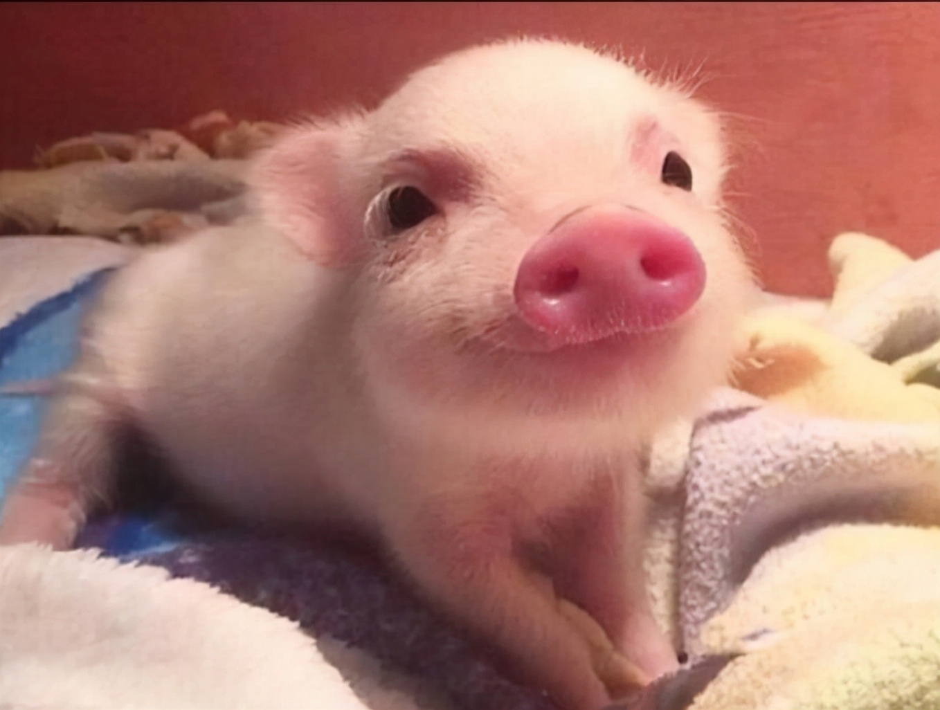 仔猪不吃食瘦精神不振打什么针,仔猪不吃食精神好是什么原因