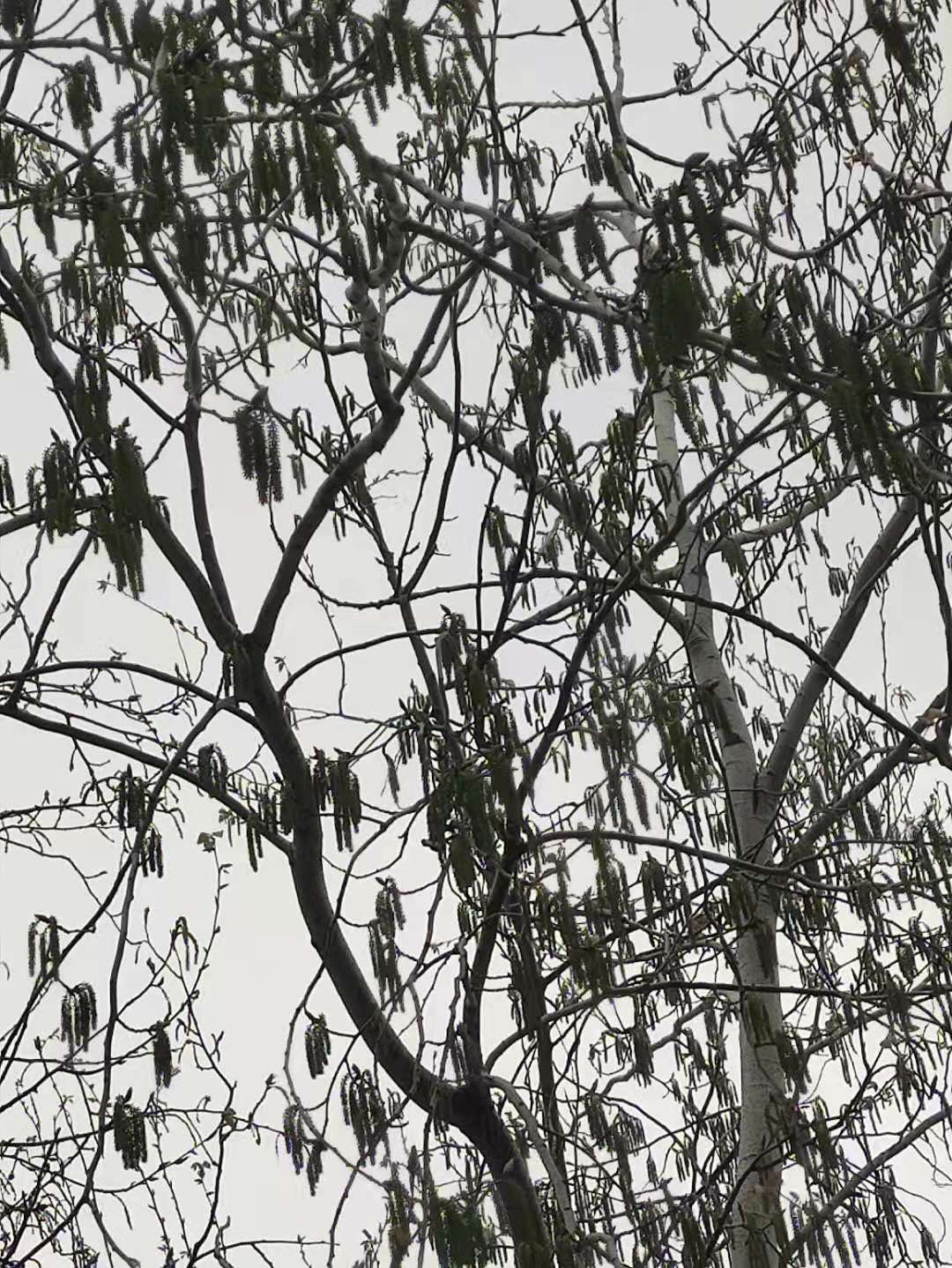 筑牢生态屏障,筑牢生态屏障守护美好家园