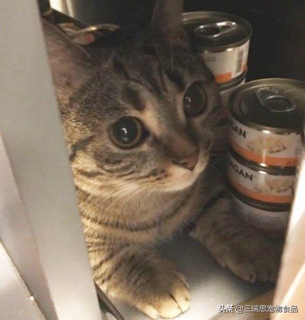 一只猫一个公寓,一只猫一间屋过完余生