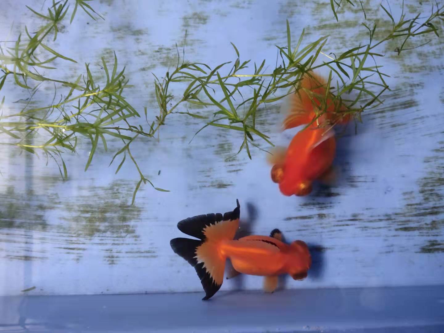 小金鱼怎么养才会生卵,家养的小金鱼会繁殖吗