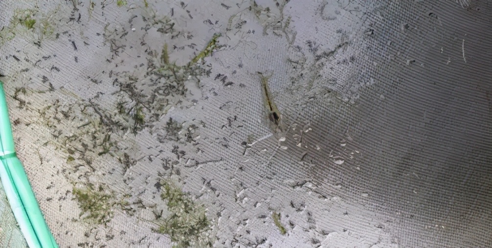 对虾养殖出现死虾怎么处理,养殖对虾的粪便怎么处理