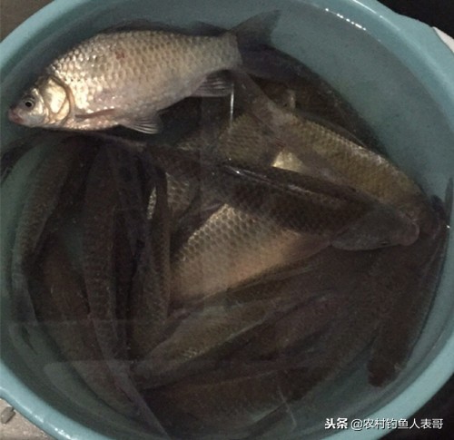 冬季钓鱼不打窝技巧,野钓不空军技巧