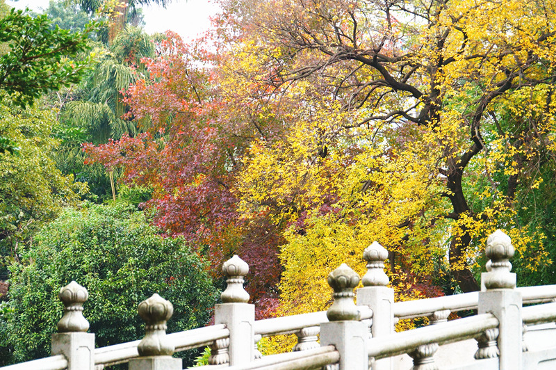 柳州的柳侯公园景色,柳州的秋天美景