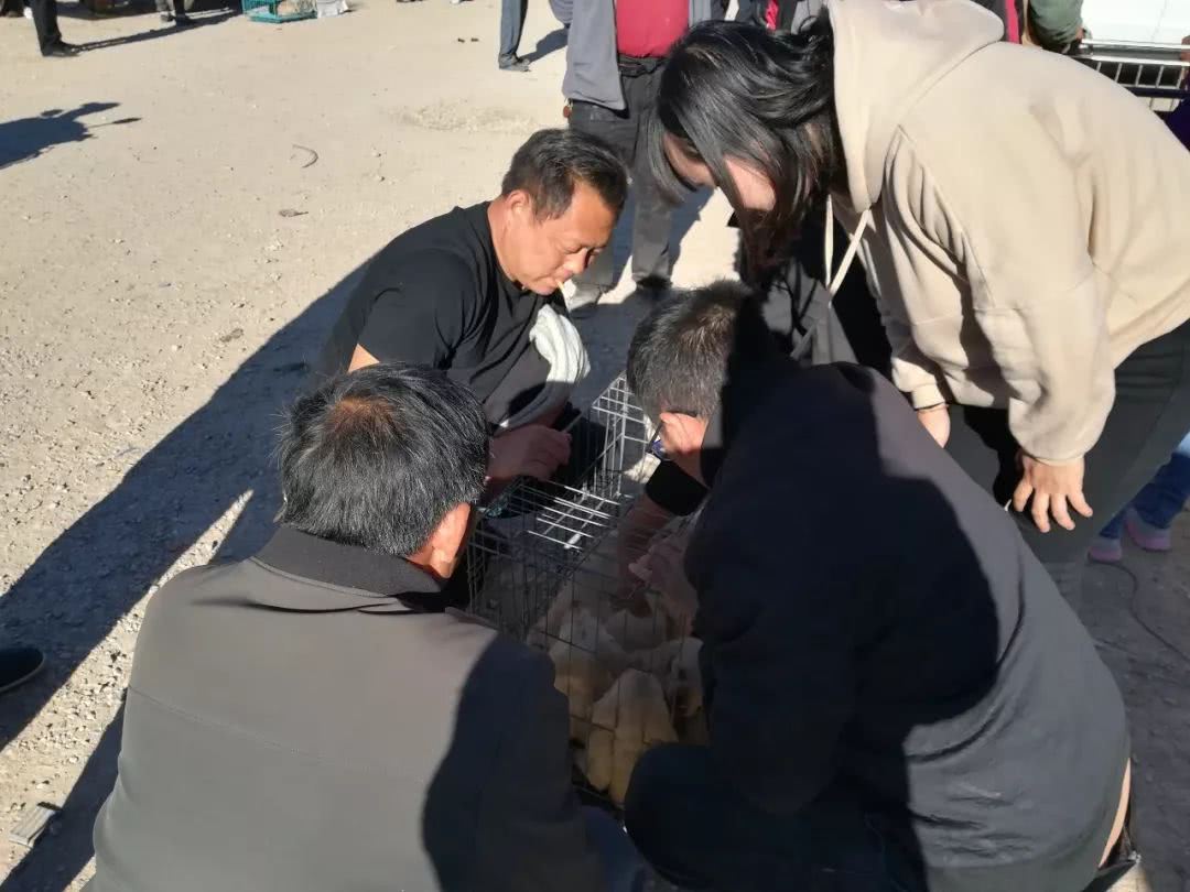 拉布拉多幼犬出售同城2022年的,临颍狗市拉布拉多幼犬黑色多少钱