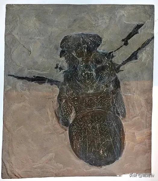 巨型蜈蚣长三米,世界上最长的3米巨型蜈蚣