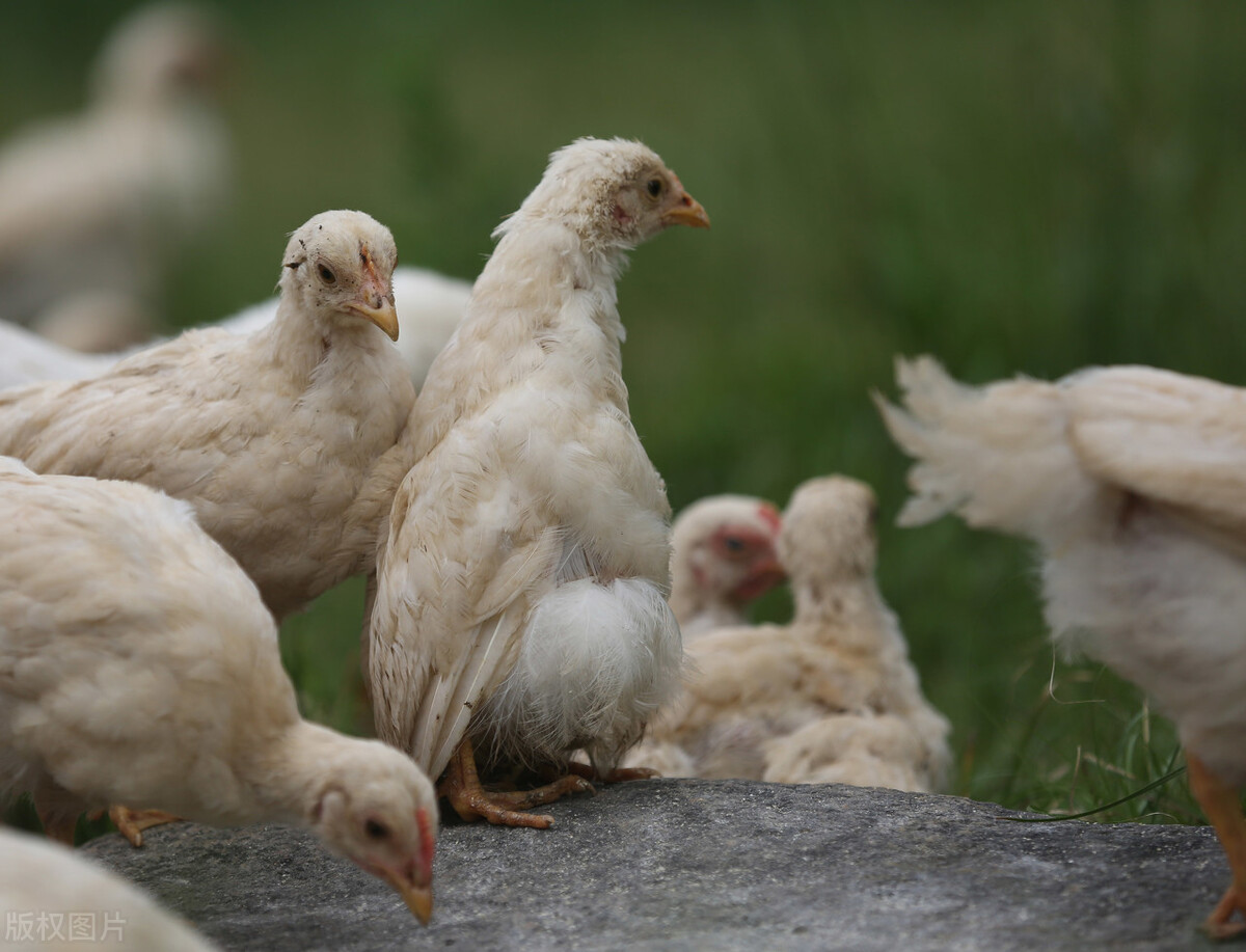 鸡群啄毛怎么防治,鸡啄症最佳防治方法