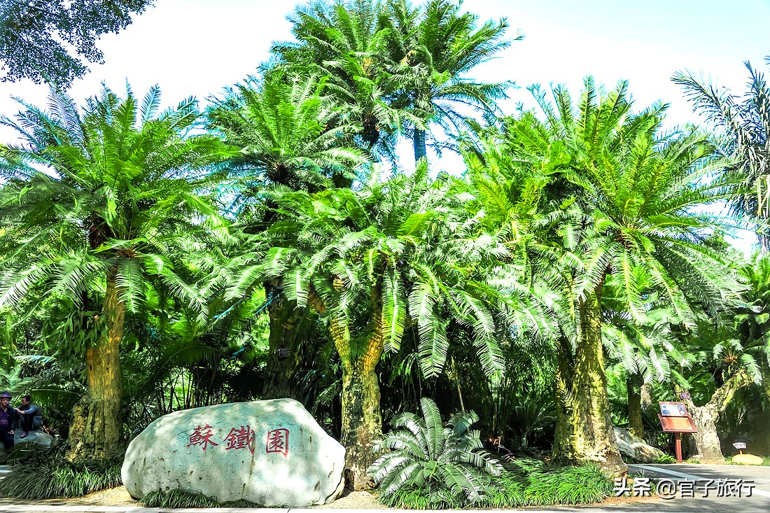 再游青秀山，看“熊猫级”国宝苏铁王，只为千年等一回的告别