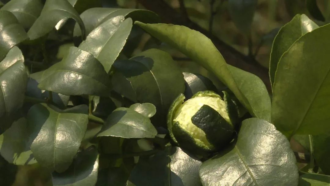 广东复种沙糖桔基地,沙糖桔种植基地规划图