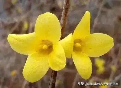 各种花的花语文案,花的花语100种