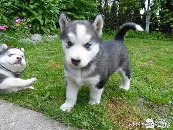 公哈士奇和母哈士奇性格区别,哈士奇的特性有哪些