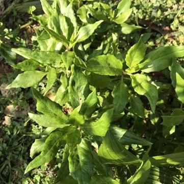 深圳市本源生物科技有限公司,深圳市本源生活科技有限公司