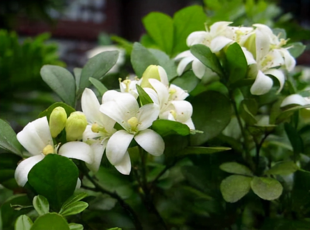 花卉绿植种植大全,温室常见的花卉