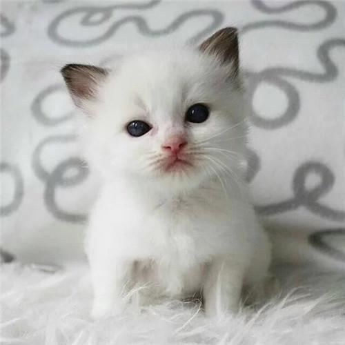 猫咪虚弱怎么自己治疗,猫咪体型小怎么补救